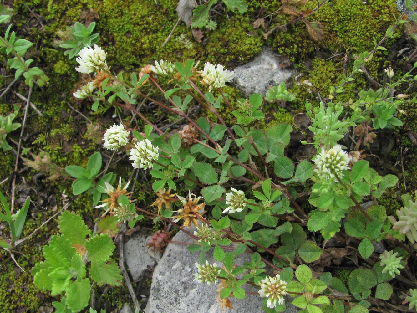 Изображение особи Trifolium tumens.