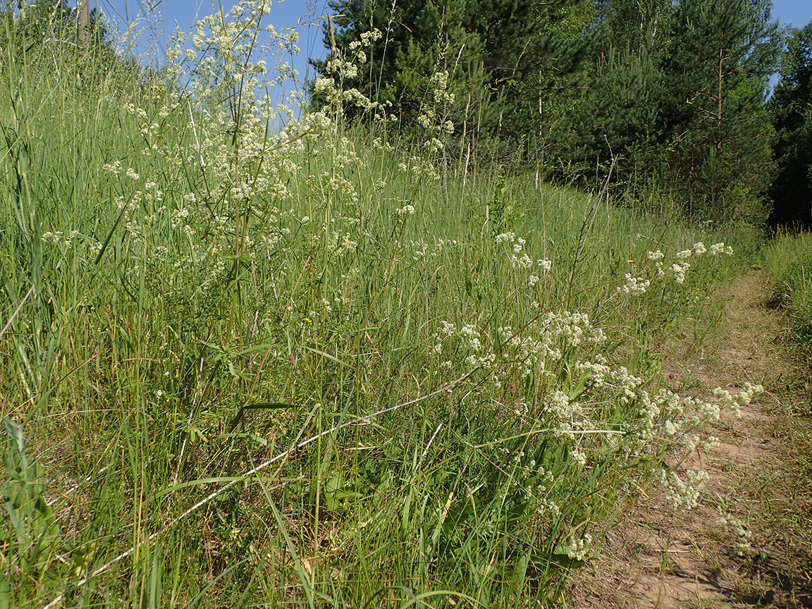 Image of Galium album specimen.