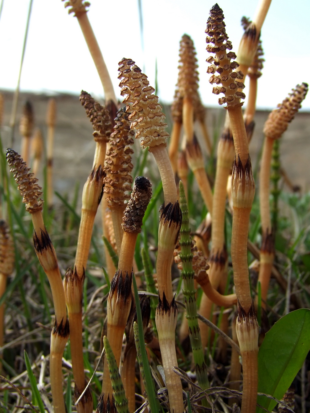 Image of Equisetum arvense specimen.