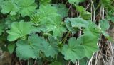 genus Alchemilla