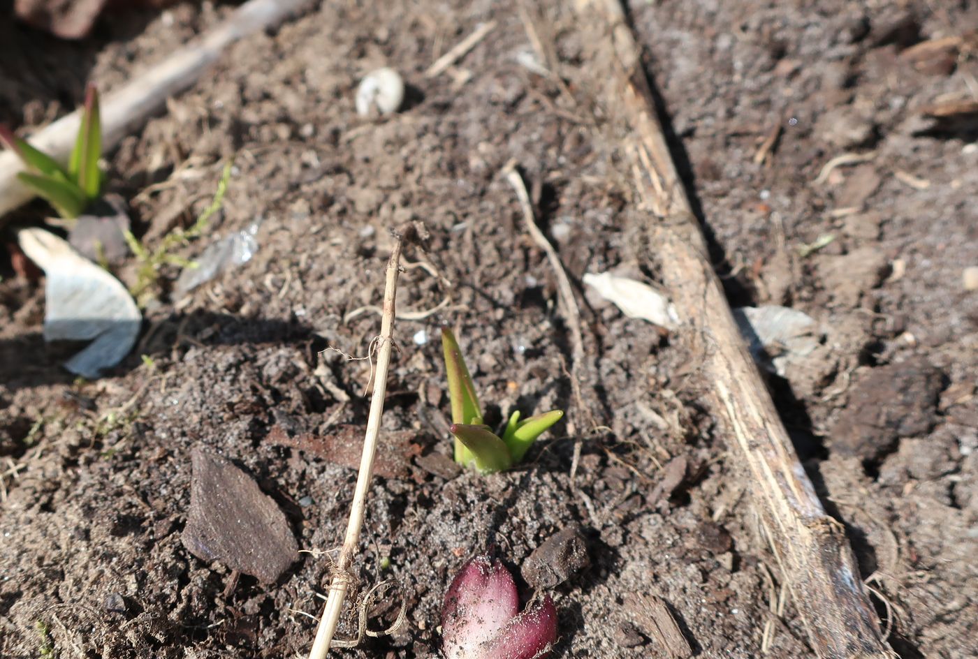 Image of Scilla litardierei specimen.