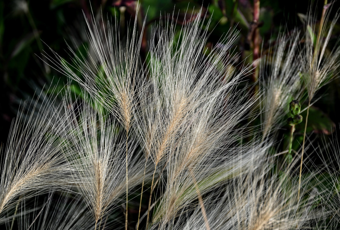 Image of Hordeum jubatum specimen.