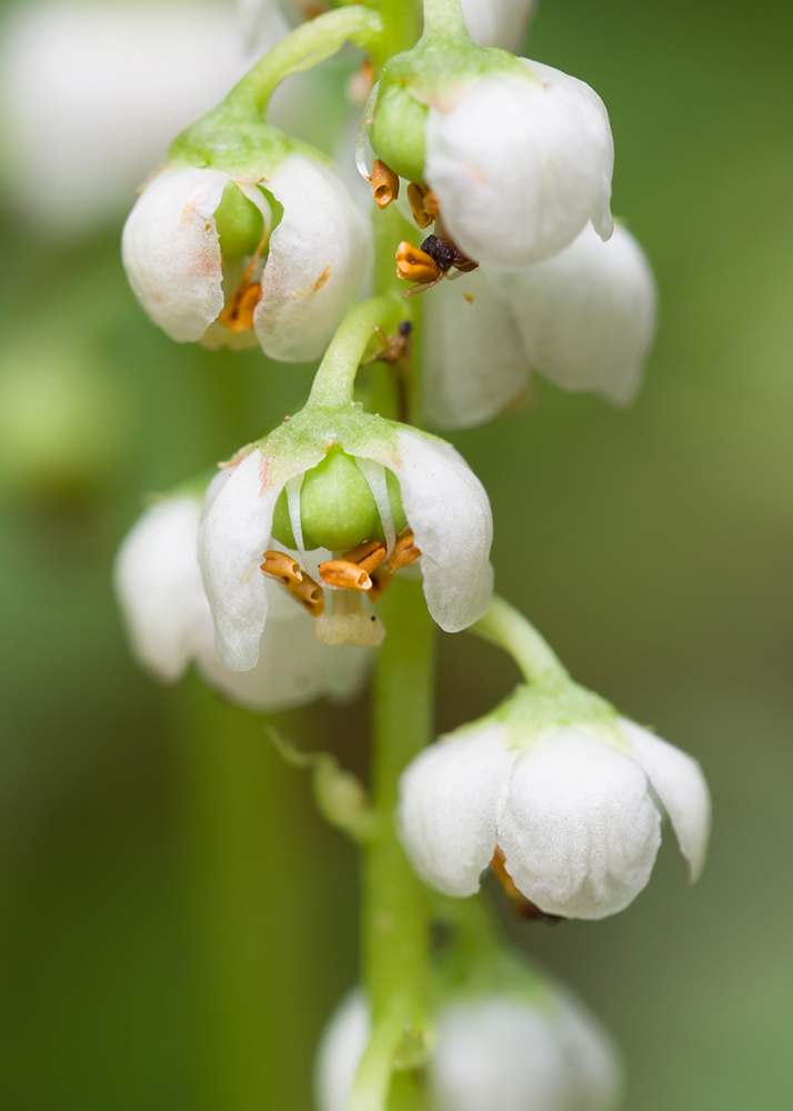 Image of Pyrola minor specimen.