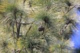 genus Pinus. Ветви с шишкой. Непал, провинция Багмати, р-н Катманду, национальный парк \"Шивапури-Нагарджун\". 19.11.2017.