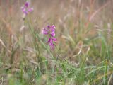 Polygala major. Цветущее растение. Краснодарский край, Крымский р-н, окр. станицы Неберджаевская, ур. Темрючки, большая закустаренная каменистая поляна в грабинниково-дубовом лесу. 29.10.2022.