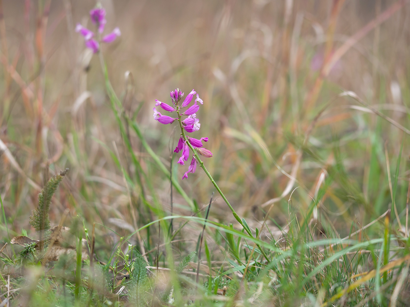 Изображение особи Polygala major.