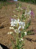 Chamaenerion angustifolium. Верхушка цветущего растения (белоцветковая форма). Якутия, Мирнинский р-н, окр. пос. Светлый, дорога к карьеру 14а. 12.07.2009.