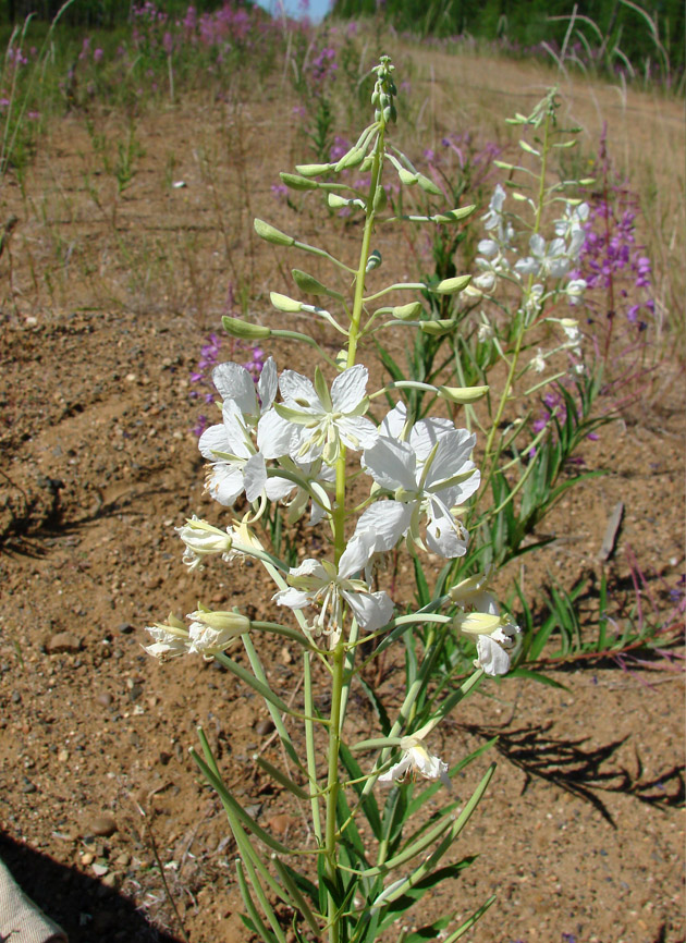 Image of Chamaenerion angustifolium specimen.