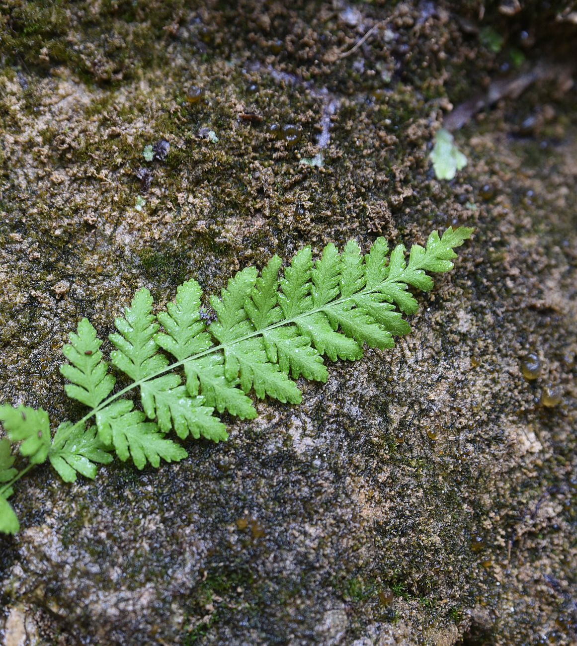 Изображение особи Woodsia caucasica.