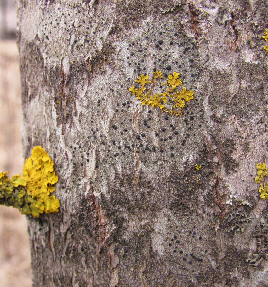 Изображение особи класс Lecanoromycetes.