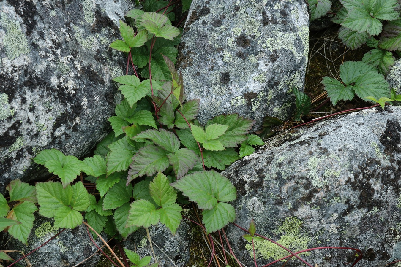 Изображение особи Rubus saxatilis.