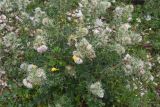 Cirsium echinus