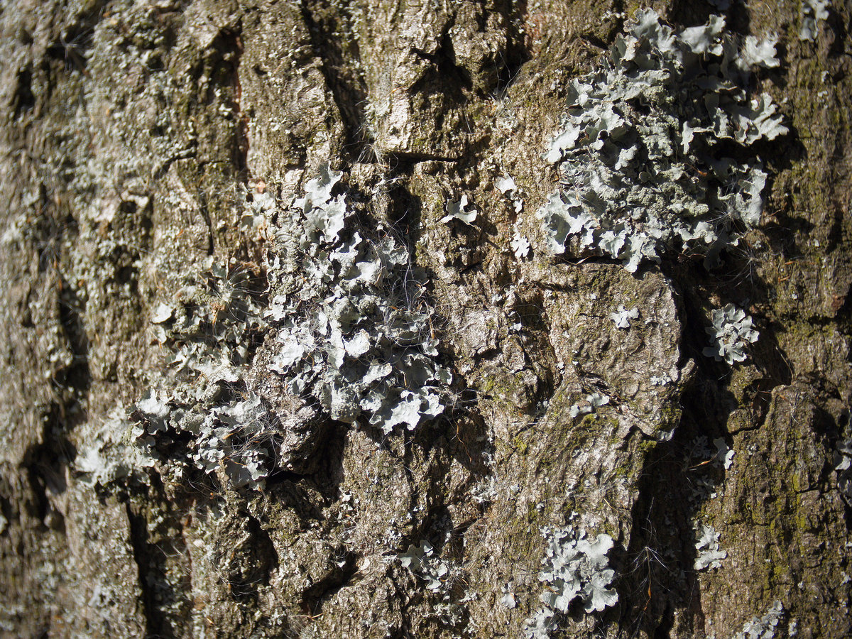 Image of Parmelia sulcata specimen.