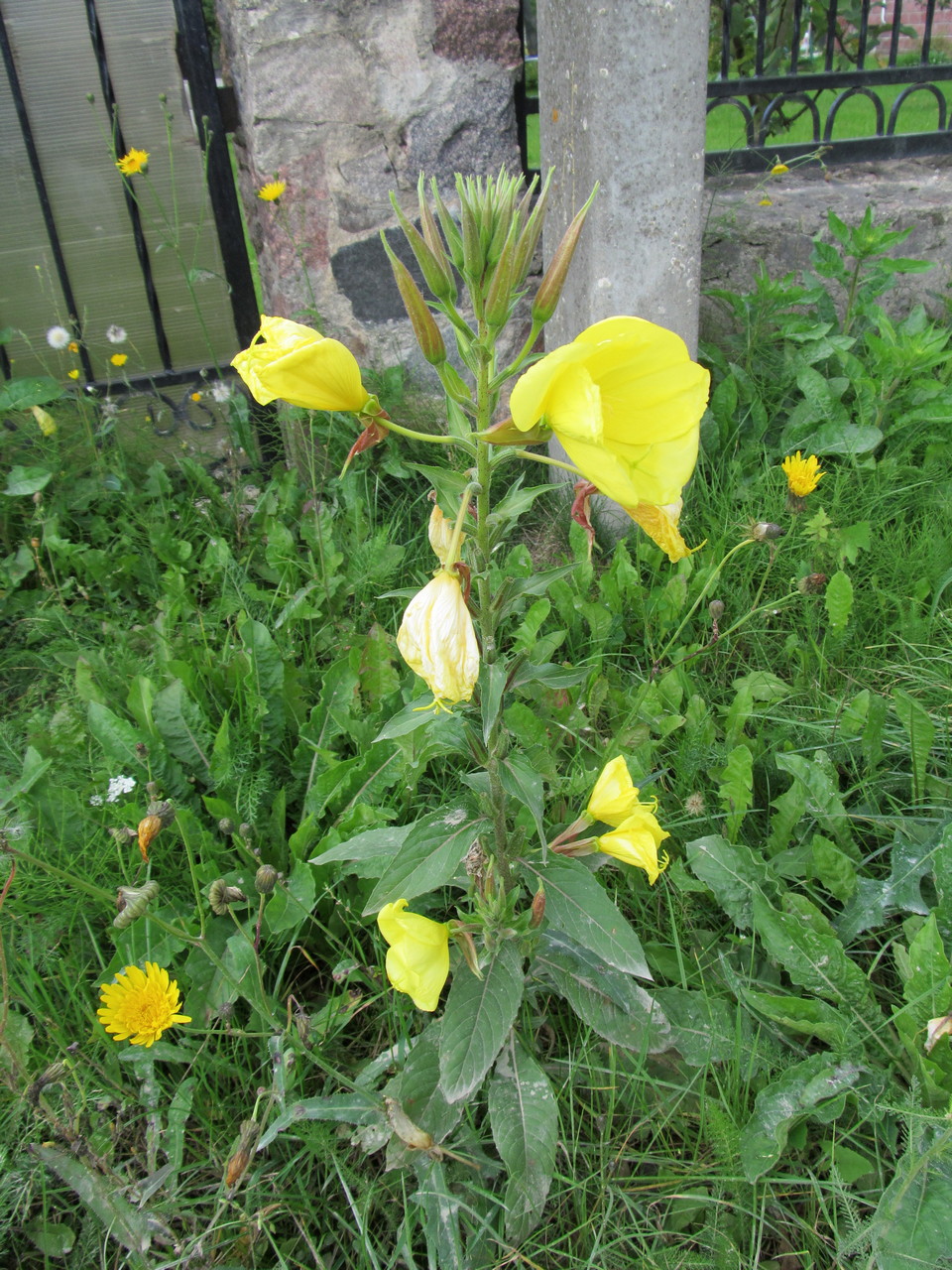 Image of Oenothera glazioviana specimen.