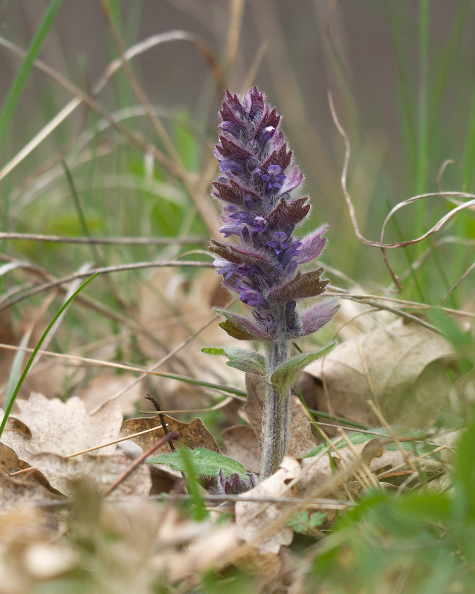 Image of Ajuga orientalis specimen.