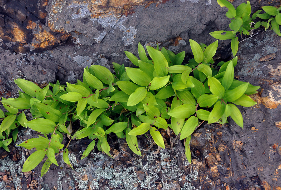 Image of Polygonatum humile specimen.