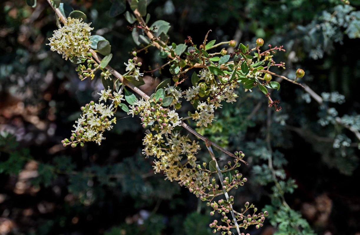 Image of Lawsonia inermis specimen.