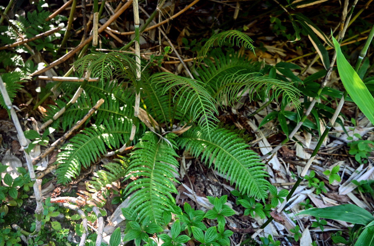 Image of Plagiogyria matsumureana specimen.