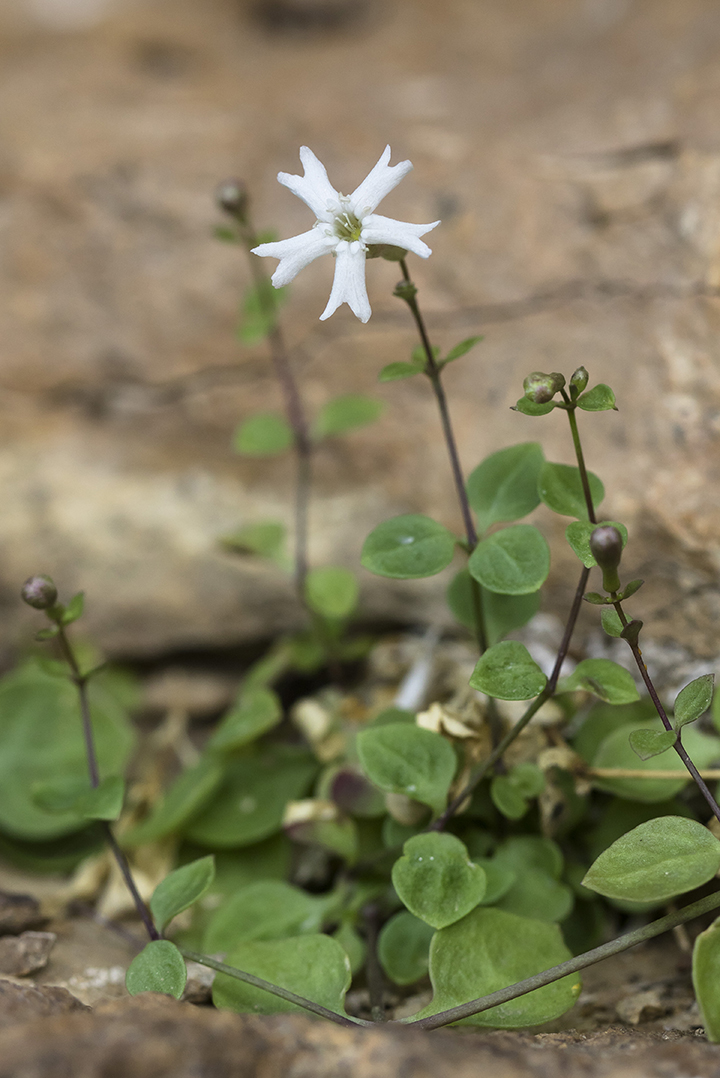 Image of Petrocoma hoefftiana specimen.