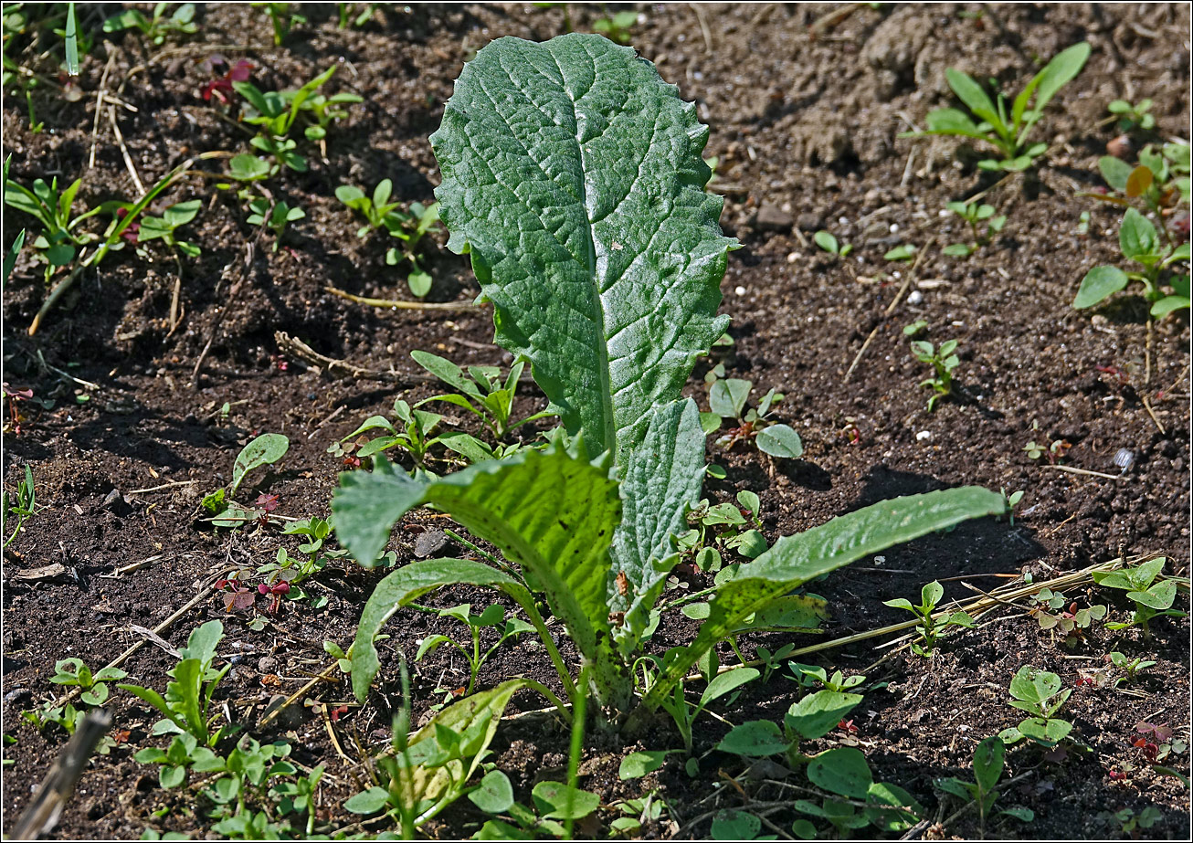 Image of Cynara scolymus specimen.