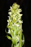 Dactylorhiza ochroleuca. Соцветие. Республика Башкортостан, Дуванский р-н, окр. с. Озеро, восточный участок Озерского болота. 26 июня 2023 г.