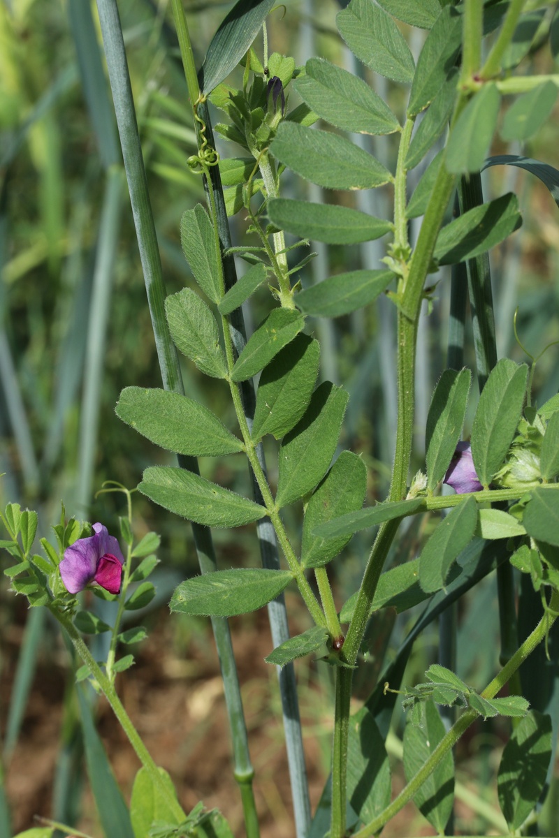 Изображение особи Vicia sativa.