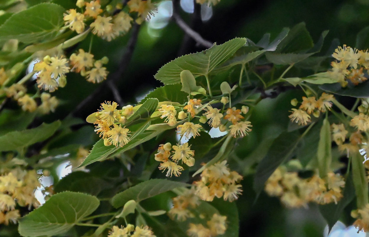 Image of genus Tilia specimen.