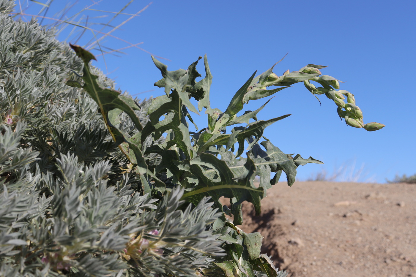 Image of Lactuca tuberosa specimen.