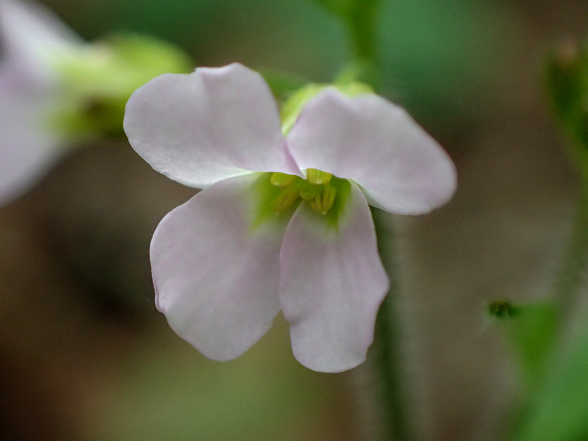 Изображение особи Arabidopsis arenosa.