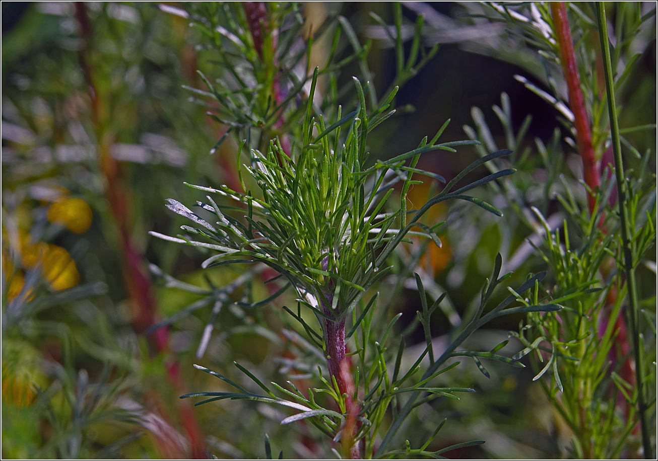 Изображение особи Artemisia campestris.