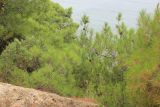 Pinus pityusa. Ветви, в том числе с шишками. Южный берег Крыма, Балаклавский р-н, ур. Аязьма, лес с доминированием Juniperus excelsa и Pinus pityusa. 16 августа 201.