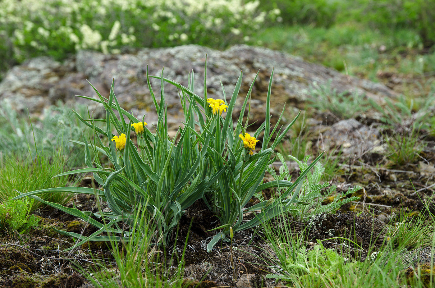 Изображение особи Scorzonera austriaca.