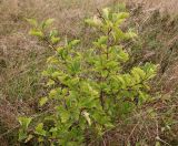 Crataegus sanguinea