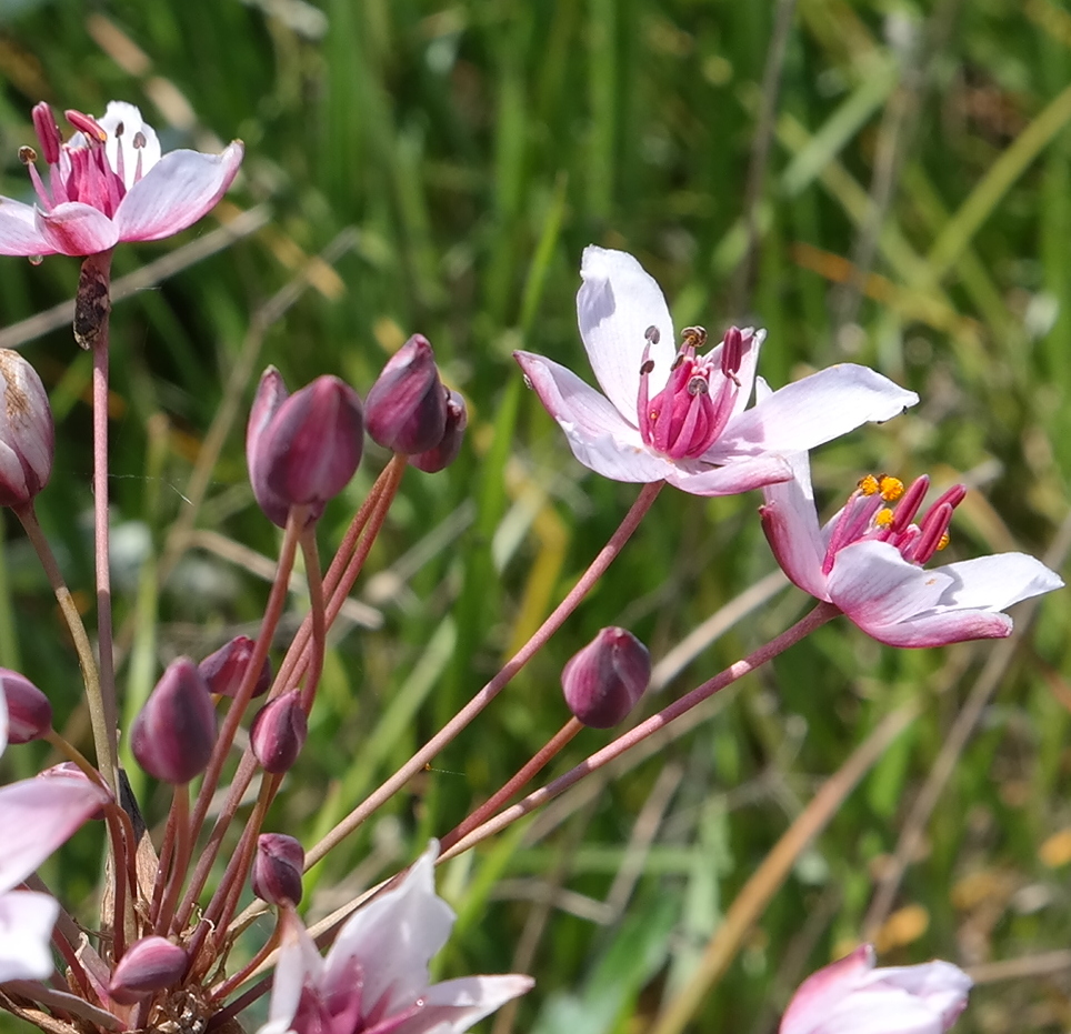 Изображение особи Butomus umbellatus.