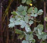 Chelidonium majus