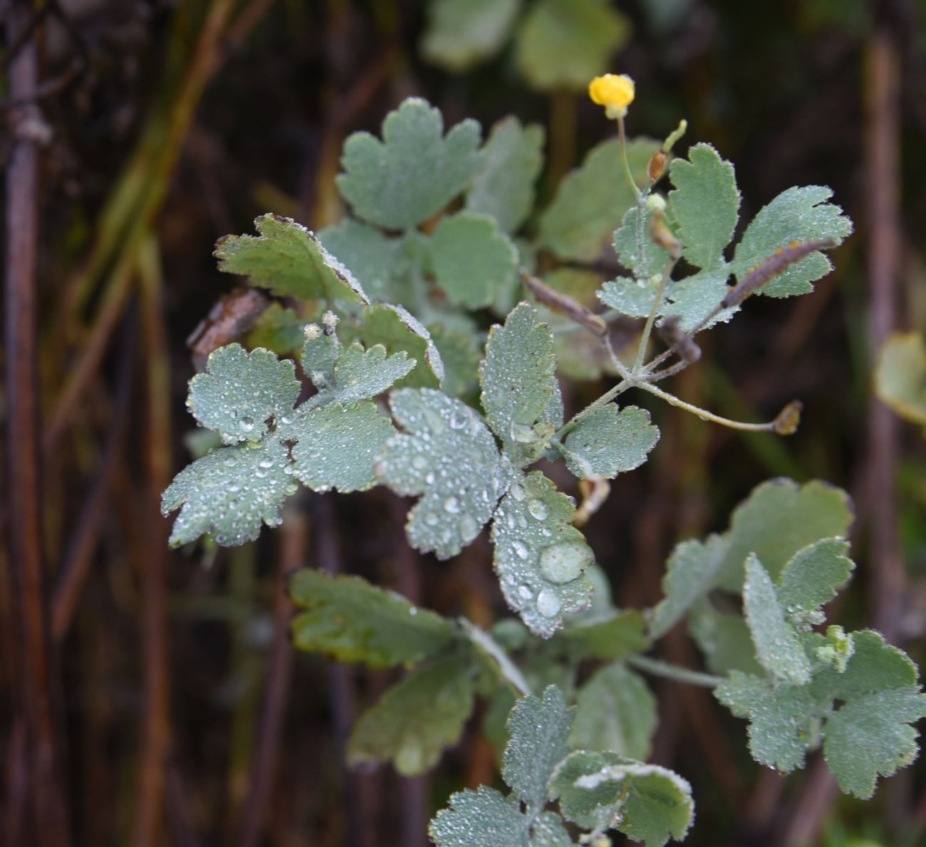 Image of Chelidonium majus specimen.