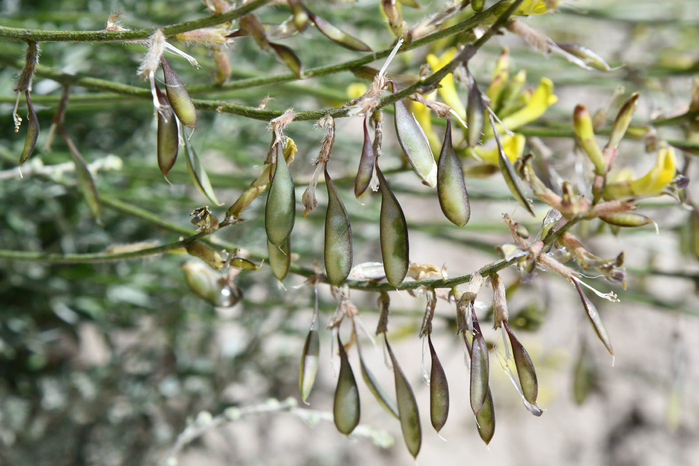 Изображение особи Astragalus scheremetewianus.