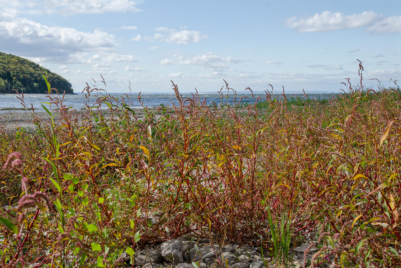 Image of Persicaria lapathifolia specimen.