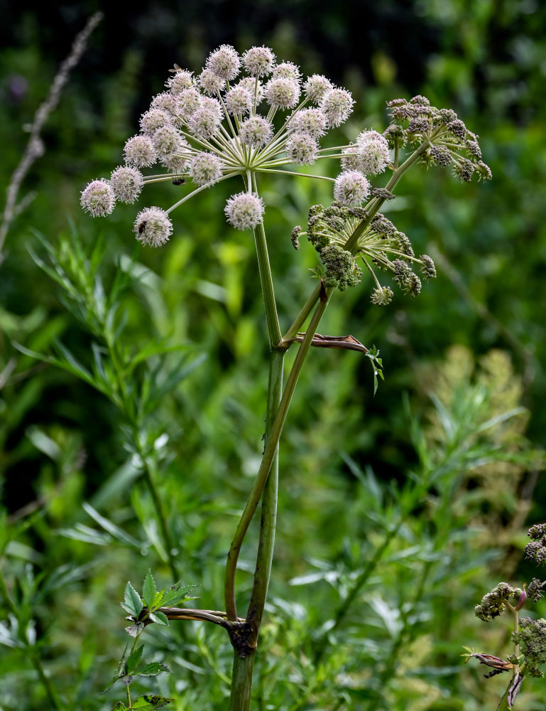 Изображение особи Angelica sylvestris.