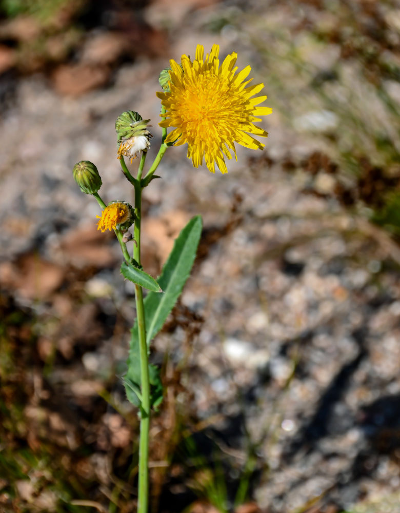 Image of Sonchus arvensis specimen.