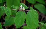 Lonicera xylosteum. Верхушка ветви с соцветием. Брянская обл., г. Брянск, долина р. Десна, широколиственный лес. 02.05.2024.