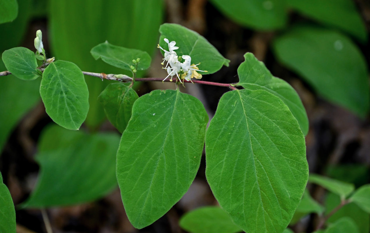 Image of Lonicera xylosteum specimen.