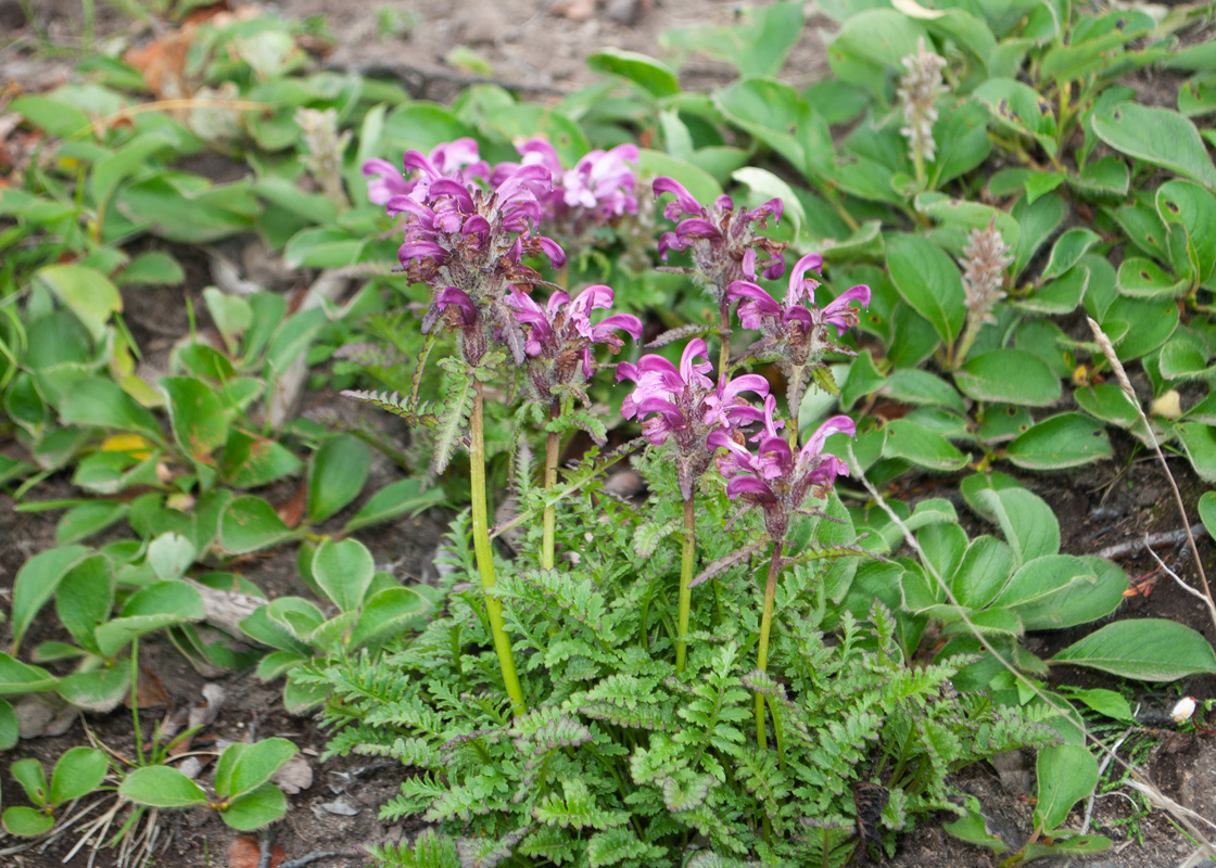 Изображение особи род Pedicularis.