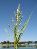 Sorghum halepense