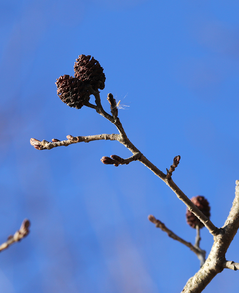 Изображение особи Alnus japonica.