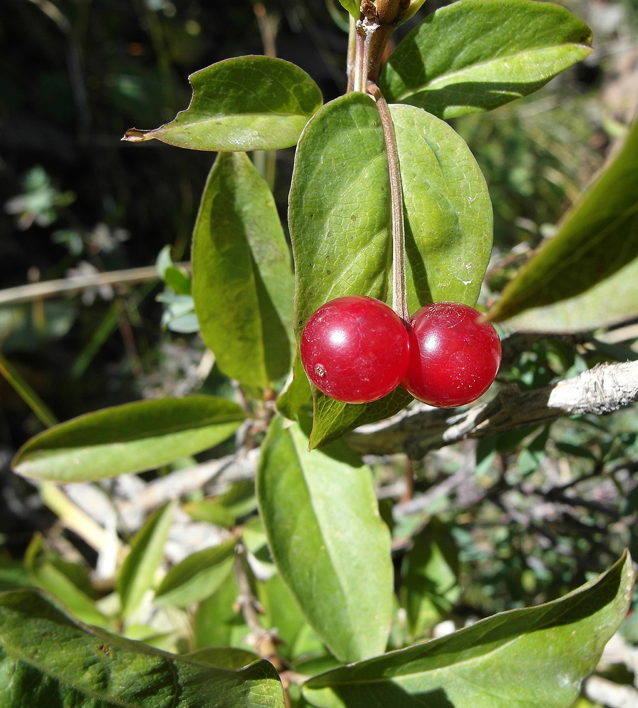 Image of Lonicera karelinii specimen.