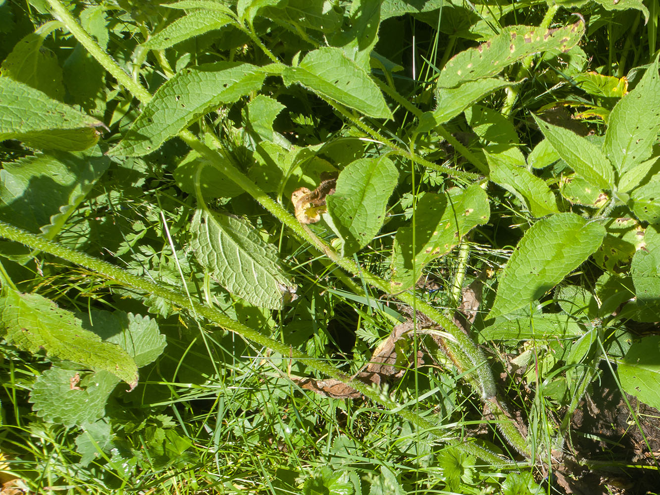 Image of Symphytum asperum specimen.