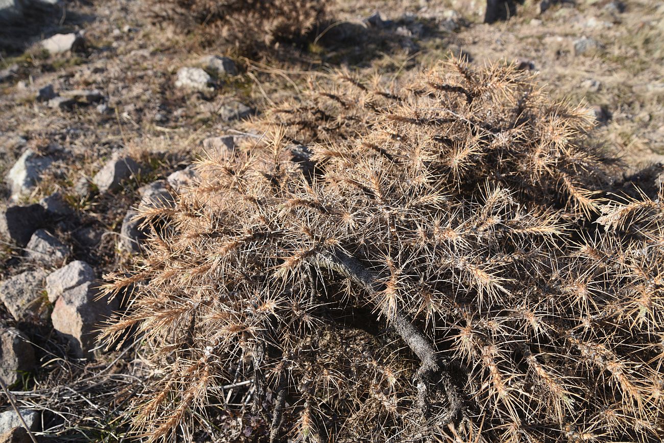 Image of Astragalus denudatus specimen.