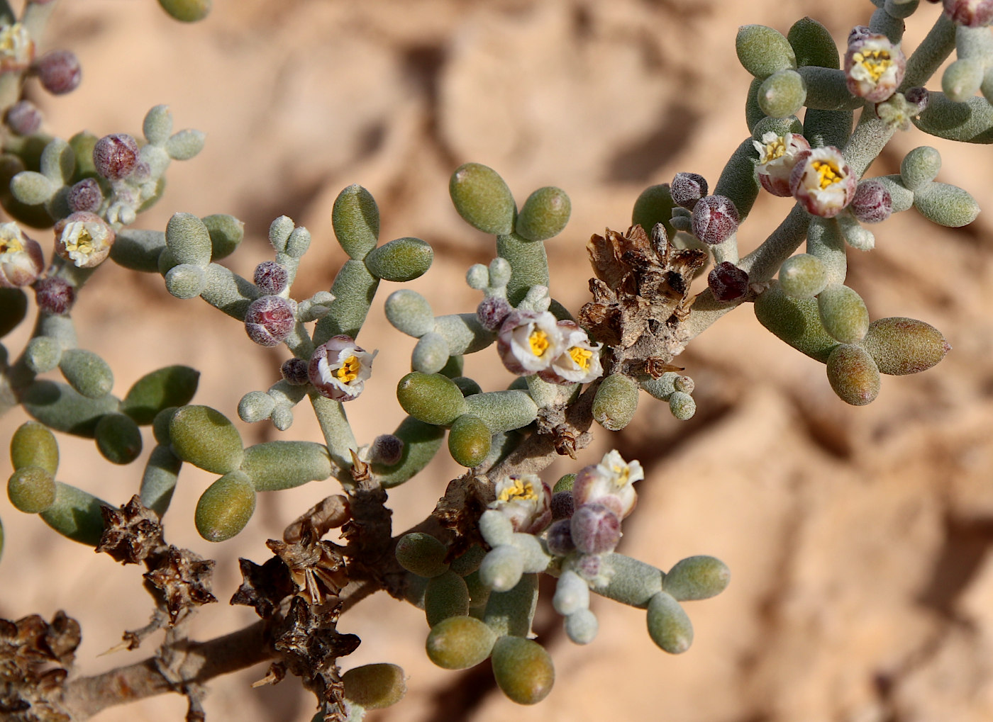 Изображение особи Tetraena alba.