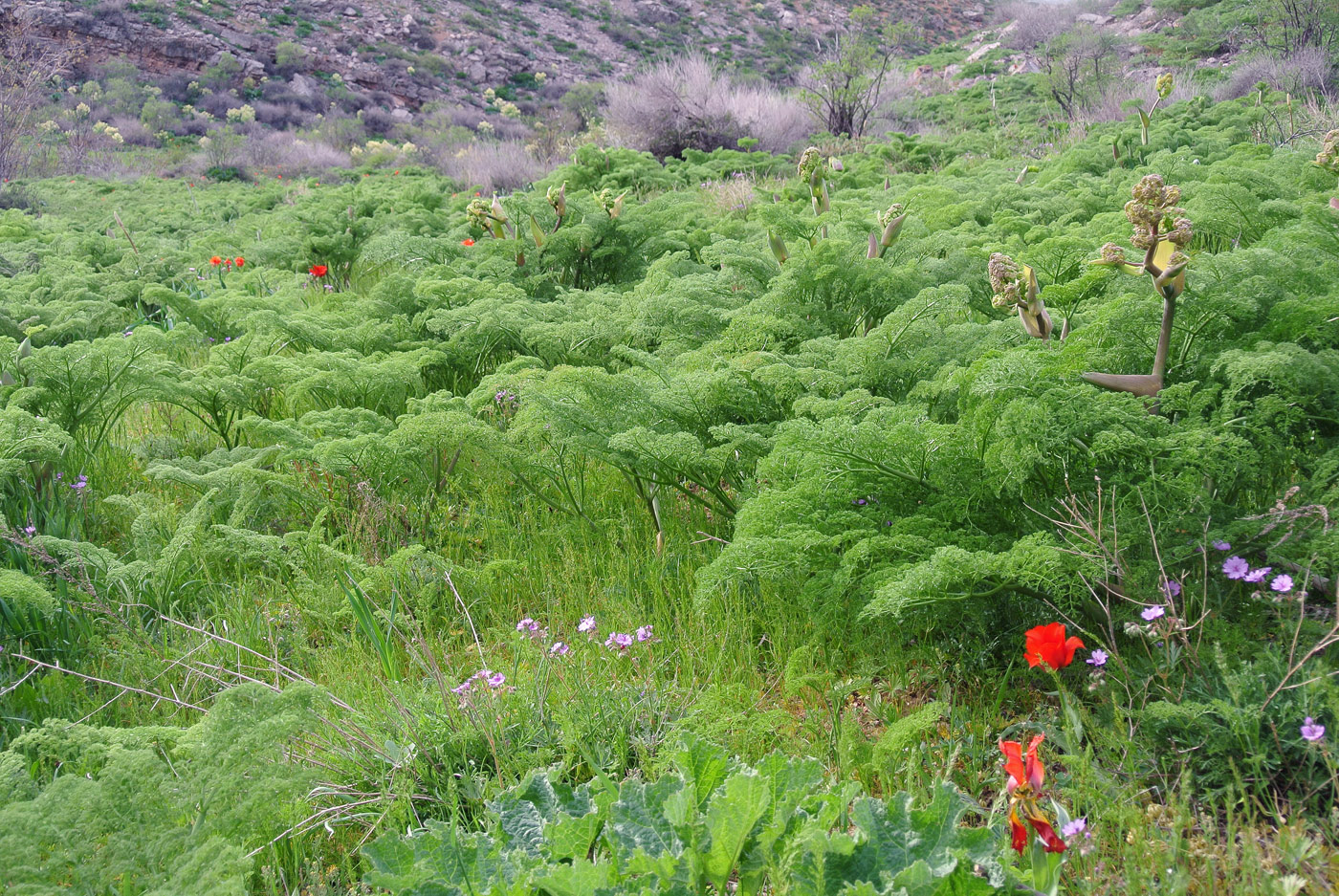 Изображение особи Ferula tenuisecta.
